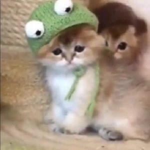 Meet your Posher, Jacob